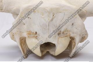 animal skull 0071